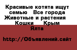 Красивые котята ищут семью - Все города Животные и растения » Кошки   . Крым,Ялта